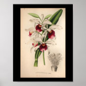 1860  orchidee ventilator Paars afdrukken Poster (Voorkant)