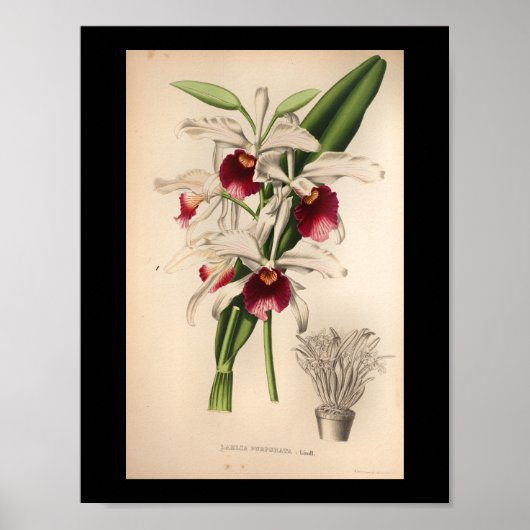 1860  orchidee ventilator Paars afdrukken Poster (Voorkant)