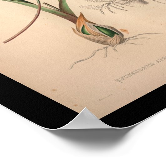 1860 orchidee ventilator Paars afdrukken Poster (Hoek)