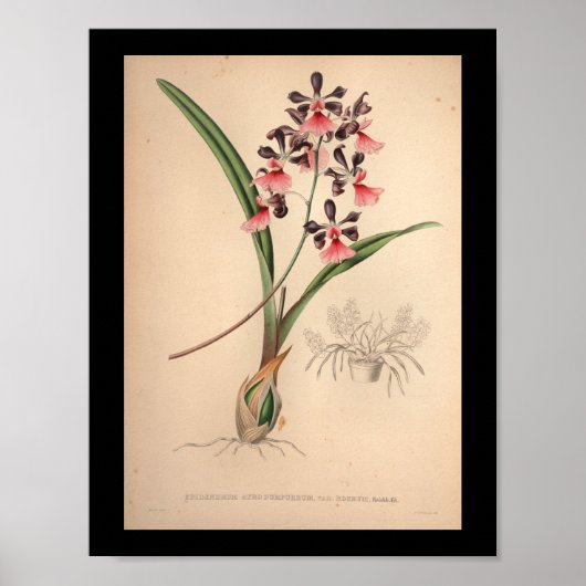 1860 orchidee ventilator Paars afdrukken Poster (Voorkant)