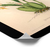 1860  orchidee ventilator Paars afdrukken Poster (Hoek)