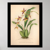 1860  orchidee ventilator Paars afdrukken Poster (Voorkant)