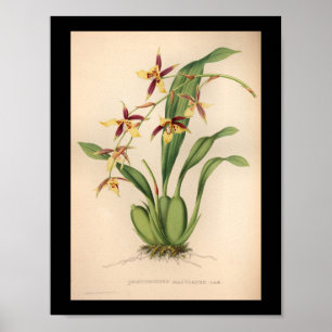 1860  orchidee ventilator Paars afdrukken Poster