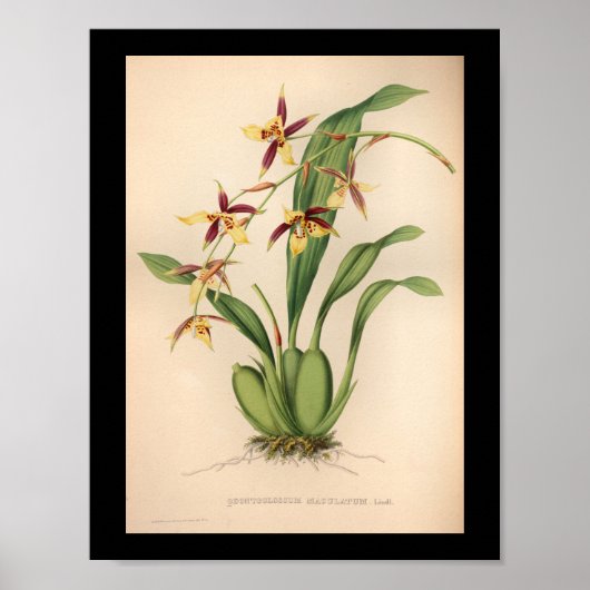 1860  orchidee ventilator Paars afdrukken Poster (Voorkant)
