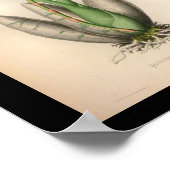 1860  orchidee ventilator rode scherp poster (Hoek)