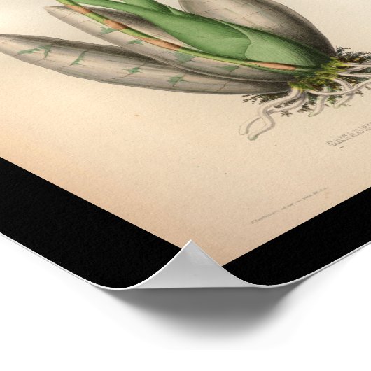 1860  orchidee ventilator rode scherp poster (Hoek)