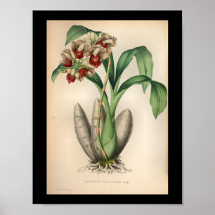 1860  orchidee ventilator rode scherp poster