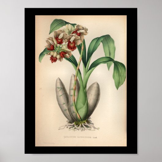 1860  orchidee ventilator rode scherp poster (Voorkant)