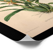 1860  orchidee ventilator rode streping poster (Hoek)