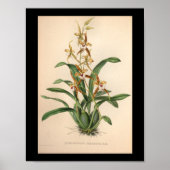 1860 orchidee ventilator rode streping poster (Voorkant)