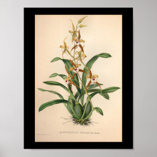 1860 orchidee ventilator rode streping poster