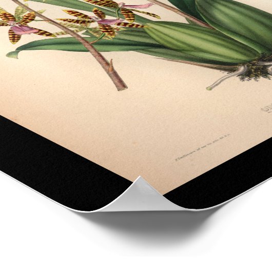 1860  orchidee ventilator rode streping poster (Hoek)