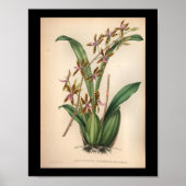 1860  orchidee ventilator rode streping poster (Voorkant)