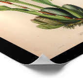 1860  orchidee ventilator — witte roze afdrukken poster (Hoek)