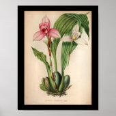 1860  orchidee ventilator — witte roze afdrukken poster (Voorkant)