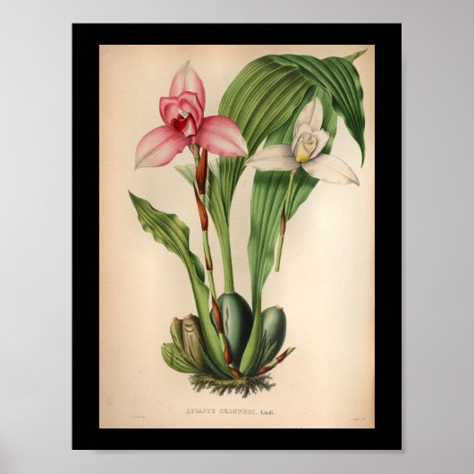 1860  orchidee ventilator — witte roze afdrukken poster (Voorkant)