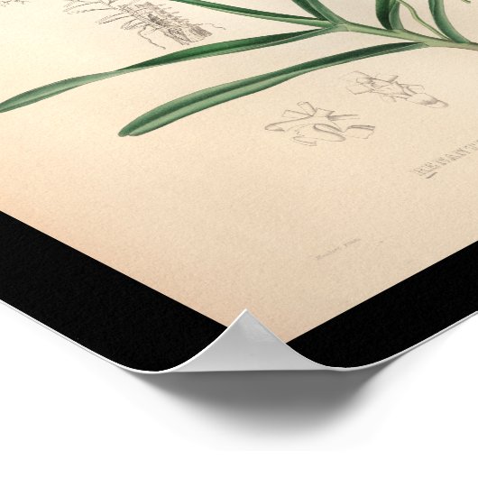 1860  orchidee ventilatorrood afdrukken poster (Hoek)