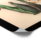 1860  orchidee ventilatorrood afdrukken poster (Hoek)