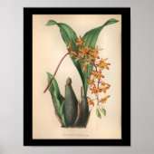 1860  orchidee ventilatorrood afdrukken poster (Voorkant)
