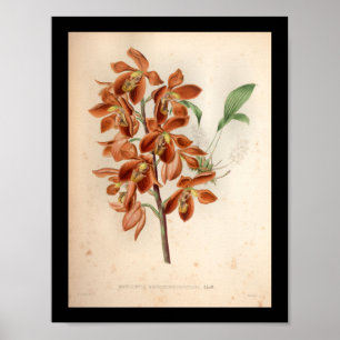 1860 orchidee ventilatorrood afdrukken poster