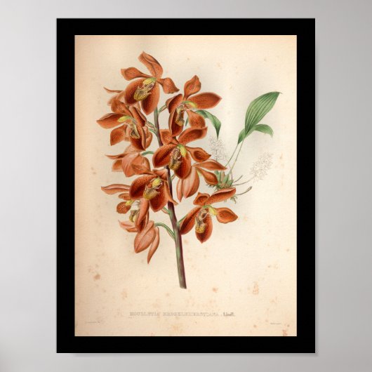 1860  orchidee ventilatorrood afdrukken poster (Voorkant)