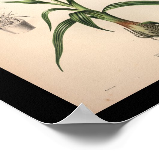 1860  orchidee ventilatorrood afdrukken poster (Hoek)