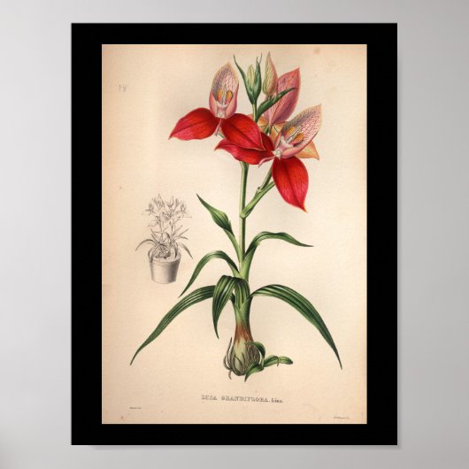 1860  orchidee ventilatorrood afdrukken poster (Voorkant)
