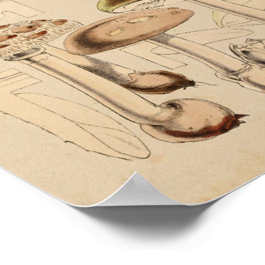  1860 paddenstoelen Varieties Bruin Kunstwerk Poster (Hoek)