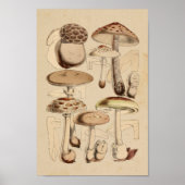  1860 paddenstoelen Varieties Bruin Kunstwerk Poster (Voorkant)
