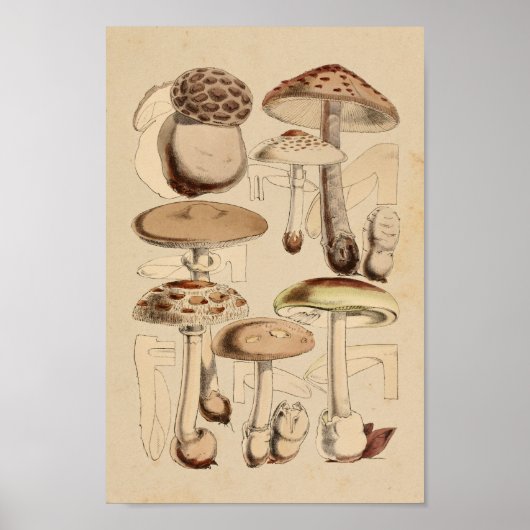  1860 paddenstoelen Varieties Bruin Kunstwerk Poster (Voorkant)