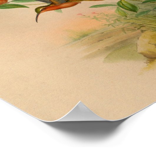  1861 Hermit Hummingbird Print (Hoek)