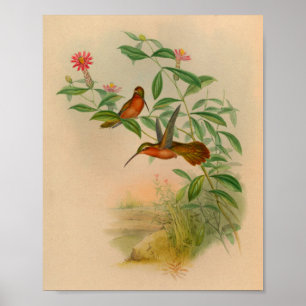 1861 Hermit Hummingbird Print