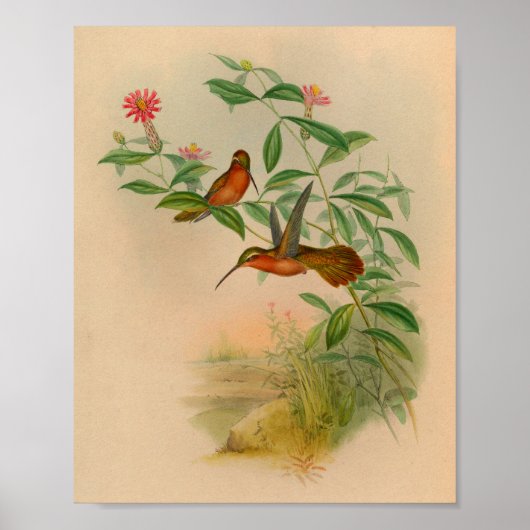1861 Hermit Hummingbird Print (Voorkant)