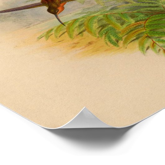 1861 Hermit Hummingbird Print (Hoek)