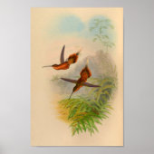 1861 Hermit Hummingbird Print (Voorkant)
