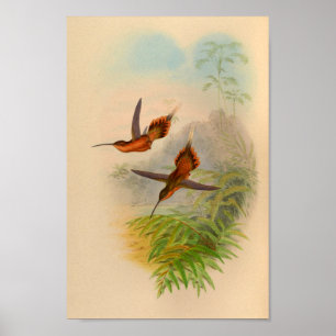  1861 Hermit Hummingbird Print