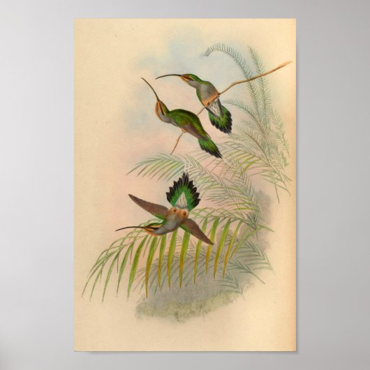1861 Hermit Hummingbird Print (Voorkant)