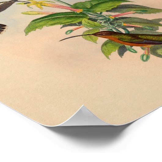1861 Hermit Hummingbird Print (Hoek)