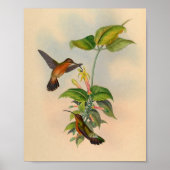  1861 Hermit Hummingbird Print (Voorkant)