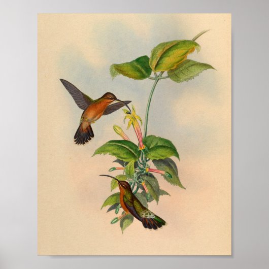 1861 Hermit Hummingbird Print (Voorkant)