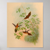 1861 Hermit Hummingbird Print (Voorkant)