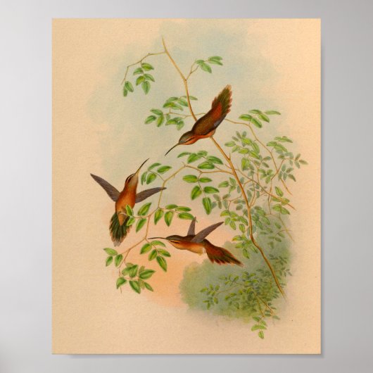 1861 Hermit Hummingbird Print (Voorkant)