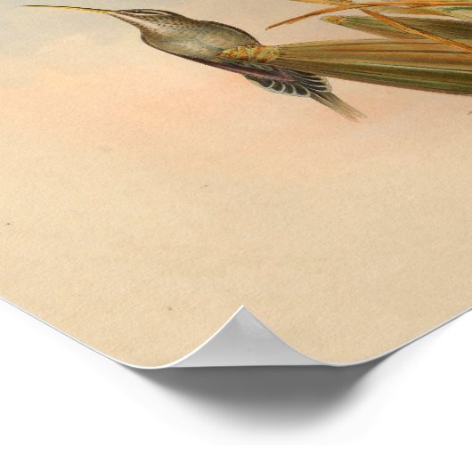  1861 Hermit Hummingbird Print (Hoek)