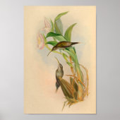  1861 Hermit Hummingbird Print (Voorkant)