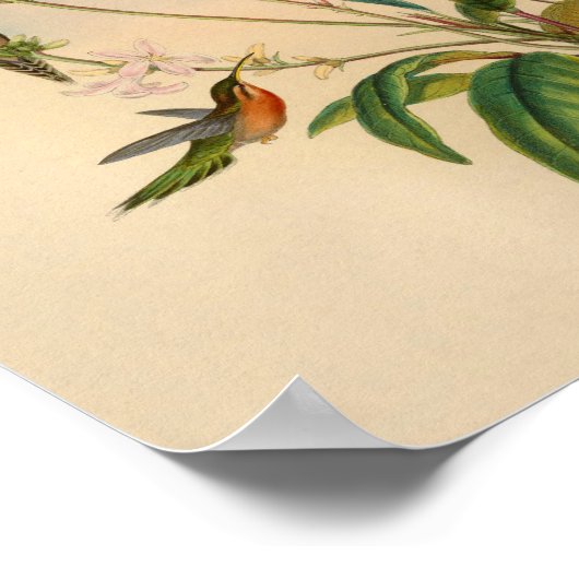 1861 Hermit Hummingbird Print (Hoek)