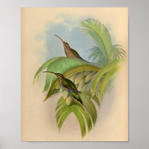  1861 Hermit Hummingbird Print