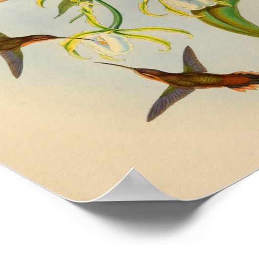  1861 Hermit Hummingbird Print (Hoek)