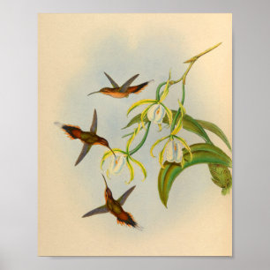  1861 Hermit Hummingbird Print