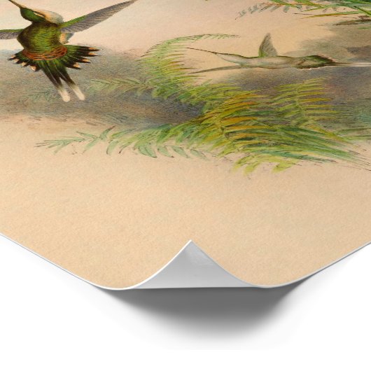  1861 Hermit Hummingbird Print (Hoek)
