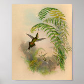  1861 Hermit Hummingbird Print (Voorkant)